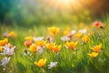 Spring wildflower field in beautiful sunlight. flowers and grass in a countryside at sunset time Royalty Free Stock Photo