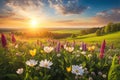 Spring wildflower field in beautiful sunlight. flowers and grass in a countryside at sunset time Royalty Free Stock Photo