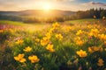 Spring wildflower field in beautiful sunlight. flowers and grass in a countryside at sunset time Royalty Free Stock Photo