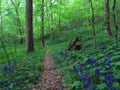 Spring Wildflowers along a Tennessee Nature Trail2