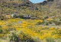 Spring wildflowers in the Black Mountains, western Arizona Royalty Free Stock Photo