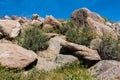 Spring Wildflowers and Boulders at Anza-Borrego State Park