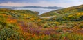 Spring wildflowers at Diamond valley lake in California Royalty Free Stock Photo