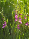 Spring wildflowers Gladiolus italicus in the meadow and mountains of the Greek island of Evia Royalty Free Stock Photo