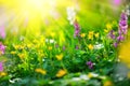 Spring wildflowers. Meadow field with wild flowers