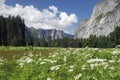 Spring wildflowers in Yosemite Valley Royalty Free Stock Photo