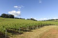 Springtime In the Vineyards of Western Oregon Royalty Free Stock Photo