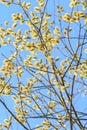 Spring willow in bloom