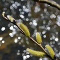 Spring willow branch with buds and catkins Royalty Free Stock Photo