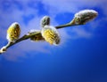 Spring willow, branch with buds on a celestial background