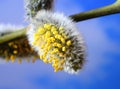 Spring willow, branch with buds on a celestial background