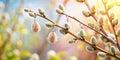 Spring willow branches on earrings on a pastel background Royalty Free Stock Photo