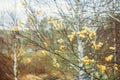 Willow branches on the nature Royalty Free Stock Photo