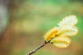 Willow branches on the nature Royalty Free Stock Photo