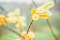 Willow branches on the nature Royalty Free Stock Photo