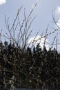 Spring willow branches with white budding buds Royalty Free Stock Photo