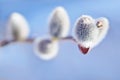 Spring Willow Bud on Blue Background