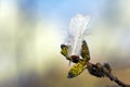 Spring willow buds and white feather of willow grouse