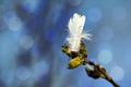 Spring willow buds and white feather of willow grouse