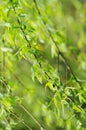Spring willow leaves Royalty Free Stock Photo