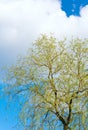 Spring willow tree on sky background Royalty Free Stock Photo