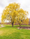 Spring willow trees, pond, bridge and winding street Royalty Free Stock Photo