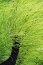 Spring willows in strong wind