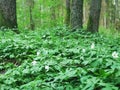 Windflowers in the spring forest Royalty Free Stock Photo