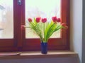 Spring window with red tulips, filtered image, watercolour style