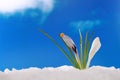 Spring winter: crocus in snow Royalty Free Stock Photo