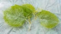 Spring and Winter sprouting leaves in ice