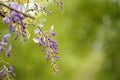Spring wisteria background with dazzling green foliage Royalty Free Stock Photo