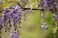 Spring wisteria background with dazzling green foliage Royalty Free Stock Photo