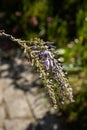 Spring wisteria bloom