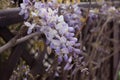 Spring wisteria on a blurred horizontal background