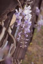 Spring wisteria on a blurred vertical background