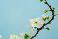 Spring withe flowers on branch. Plum tree