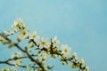 Spring withe flowers on branch. Plum tree