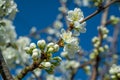 Spring withe flowers on branch. Plum tree