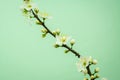 Spring withe flowers on branch. Plum tree