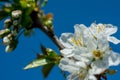 Spring withe flowers on branch. Plum tree