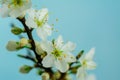 Spring withe flowers on branch. Plum tree