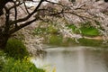 Spring wonderland in Tokyo