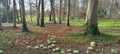 Spring wood with snowfalls and many trees