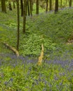 Spring woodland with Bluebell flowers and path.