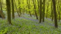 Spring woodland with Bluebell flowers and path.