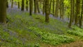 Spring woodland with Bluebell flowers and path.