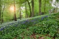 Spring woodland, England