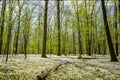 Spring Woodland Filled With Spring Beauty Wildflowers