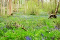 Spring woodland with the first bluebells